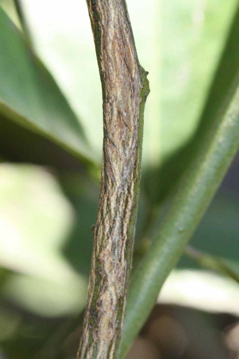              Second - third year twig (Riverside, CA)       